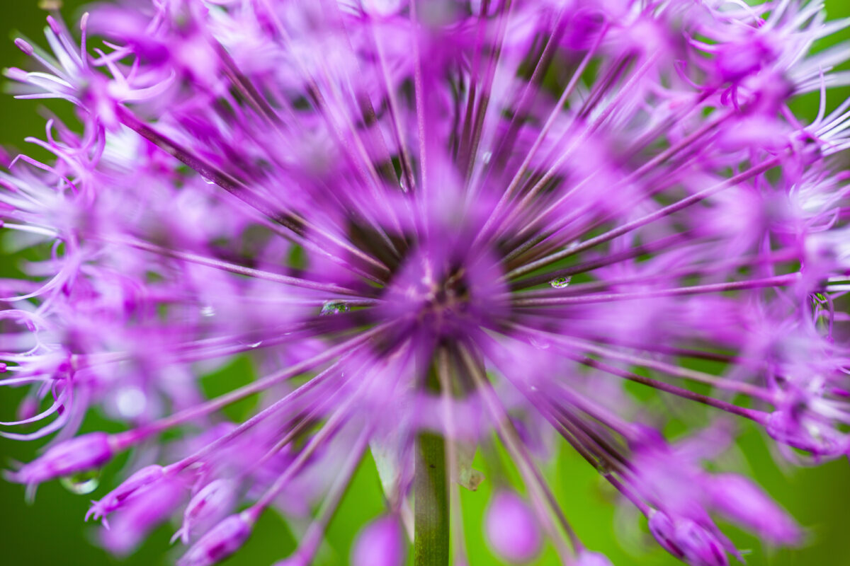 A guide to planting fall bulbs in Northern Utah News, Sports, Jobs